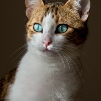 Tekir Kedi, Kedi  Mirket fotoğrafı