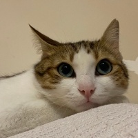 Tekir Kedi, Kedi  Mirket fotoğrafı