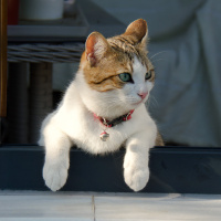 Tekir Kedi, Kedi  Mirket fotoğrafı