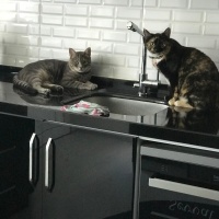 Tekir Kedi, Kedi  Herkül fotoğrafı