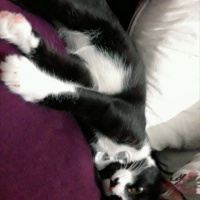 Tuxedo (Smokin) Kedi, Kedi  Gece fotoğrafı