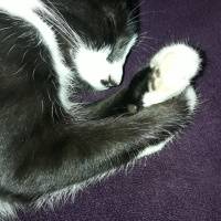 Tuxedo (Smokin) Kedi, Kedi  Gece fotoğrafı