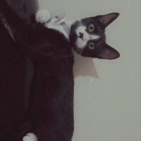 Tuxedo (Smokin) Kedi, Kedi  Gece fotoğrafı