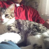 Tekir Kedi, Kedi  Leon  fotoğrafı