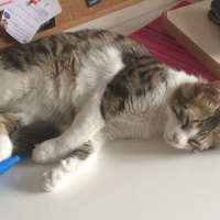 Tekir Kedi, Kedi  Leon  fotoğrafı