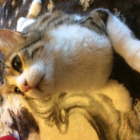 Tekir Kedi, Kedi  Leon  fotoğrafı