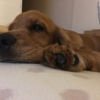İngiliz Cocker Spaniel, Köpek  Ginger fotoğrafı