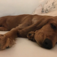 İngiliz Cocker Spaniel, Köpek  Ginger fotoğrafı