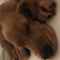 İngiliz Cocker Spaniel, Köpek  Ginger fotoğrafı