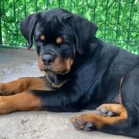 Rottweiler, Köpek  Jack  Timit Tor fotoğrafı