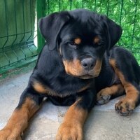 Rottweiler, Köpek  Jack  Timit Tor fotoğrafı