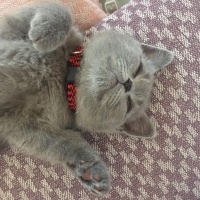 British Shorthair, Kedi  Odin fotoğrafı