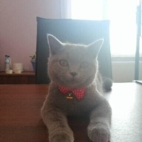 British Shorthair, Kedi  Odin fotoğrafı