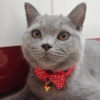 British Shorthair, Kedi  Odin fotoğrafı