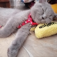 British Shorthair, Kedi  Odin fotoğrafı