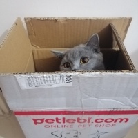 British Shorthair, Kedi  Odin fotoğrafı