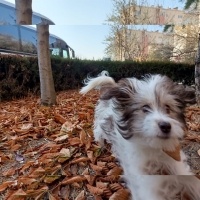 Maltese, Köpek  Casper fotoğrafı