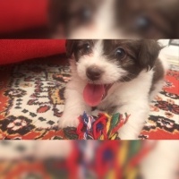 Maltese, Köpek  Casper fotoğrafı