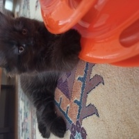 York Chocolate, Kedi  ponçik fotoğrafı