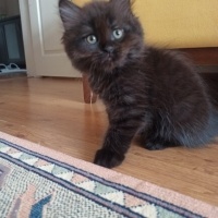 York Chocolate, Kedi  ponçik fotoğrafı