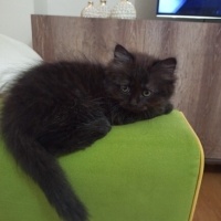 York Chocolate, Kedi  ponçik fotoğrafı