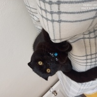 York Chocolate, Kedi  ponçik fotoğrafı