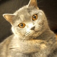 British Shorthair, Kedi  luna fotoğrafı