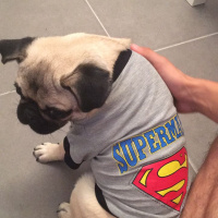 Pug, Köpek  Alex fotoğrafı