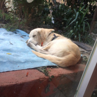 Golden Retriever, Köpek  Paşa fotoğrafı