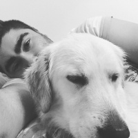 Golden Retriever, Köpek  Paşa fotoğrafı