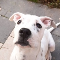 Dogo Arjantin, Köpek  Bulut fotoğrafı