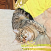 Tekir Kedi, Kedi  Çita fotoğrafı