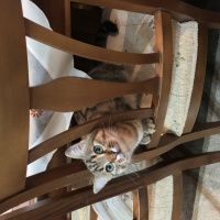 Tekir Kedi, Kedi  Çita fotoğrafı