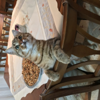 Tekir Kedi, Kedi  Çita fotoğrafı