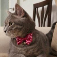 American Shorthair, Kedi  Smoky fotoğrafı