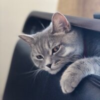 American Shorthair, Kedi  Smoky fotoğrafı