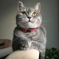 American Shorthair, Kedi  Smoky fotoğrafı