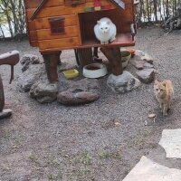 Pumi, Köpek  Robi fotoğrafı