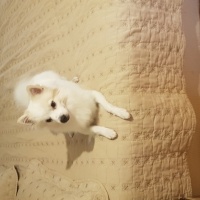 Pomeranyalı, Köpek  Oğlumuz Coco yeni yuvasını arıyor fotoğrafı