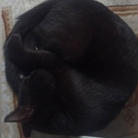 Tekir Kedi, Kedi  Gece fotoğrafı