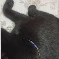 Tekir Kedi, Kedi  Gece fotoğrafı