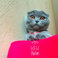 Scottish Fold, Kedi  Gölge Hatun fotoğrafı