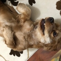 Amerikan Cocker Spaniel, Köpek  Dobby fotoğrafı