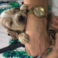 Amerikan Cocker Spaniel, Köpek  Dobby fotoğrafı
