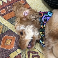Amerikan Cocker Spaniel, Köpek  Dobby fotoğrafı