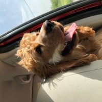 Amerikan Cocker Spaniel, Köpek  Dobby fotoğrafı