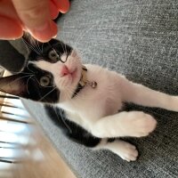 Tuxedo (Smokin) Kedi, Kedi  MASKE fotoğrafı