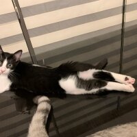 Tuxedo (Smokin) Kedi, Kedi  MASKE fotoğrafı