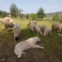 Akbaş, Köpek  Akbaş fotoğrafı