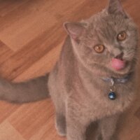 British Shorthair, Kedi  Yastık fotoğrafı